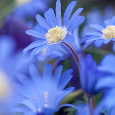 Anemone Blue Shades x45 - Griekse windbloem - Winterharde bloembollen product