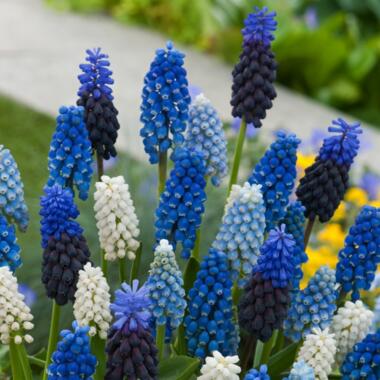 Muscari Magic Mix - Bulbes x50 - Jacinthes de Raisin - Mélange de Bulbes product