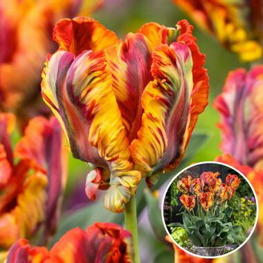 Tulipa Rasta Parrot - Tulpenbollen x15 - Bloembollen product