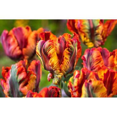 Tulipa Rasta Parrot - Tulpenbollen x20 - Bloembollen product