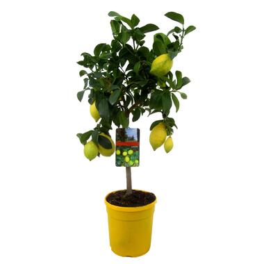 Citrus Limon - Citroenboom - Pot 19cm - Hoogte 60-70cm product
