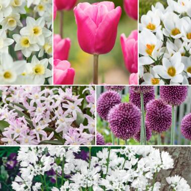 Bulb Garden Pink - 125x Mélange de Bulbes - Narcisse, Allium, Crocus, Tulipe product