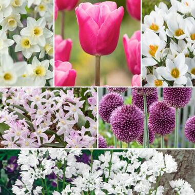 Bulb Garden Pink - 250x Bollen Mix - Narcis, Allium, Krokus, Tulp product