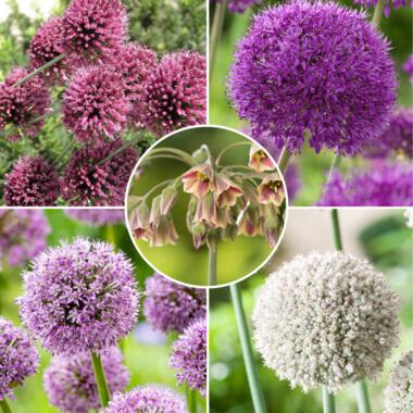 Bulb Garden Allium - Set van 80 bollen - 5 Variëteiten - Sierui - Bloembollen product