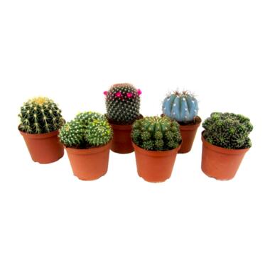 Mini-Cactussen - Mix van 6 stuks - Pot 5,5cm - Hoogte 5-10cm product