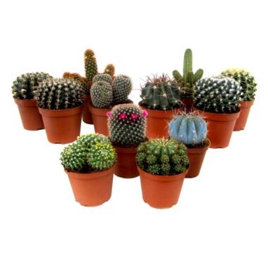 Mini-Cactussen - Mix van 12 stuks - Pot 5,5cm - Hoogte 5-10cm product