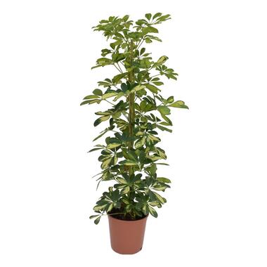 Arbre ombrelle - Schefflera 'Dalton' - Hauteur 90-100cm - ⌀21cm product