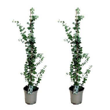 Gommier - Set de 2 - Eucalyptus cinerea 'Silver Dollar' - H100-110cm - ⌀19cm product