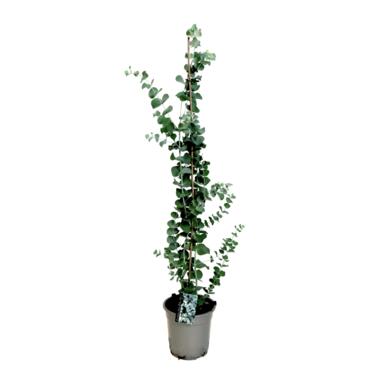 Zilvereucalyptus - Eucalyptus cinerea 'Silver Dollar' - Hoogte 100-110cm - ⌀19cm product