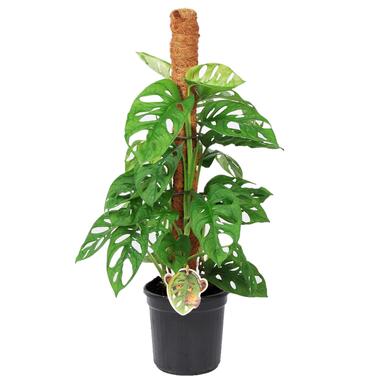 Monstera Monkey Mask - Sur Tige - Pot 16cm - Hauteur 60-70cm product