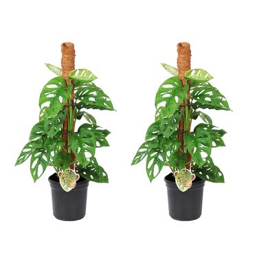 Monstera Monkey Mask - Set de 2 - Sur Tige - Pot 16cm - Hauteur 60-70cm product