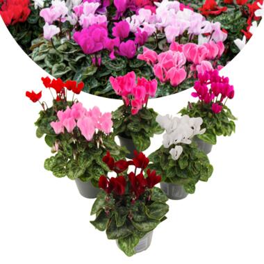 Cyclamen Persicum - Mix de 6 - Plantes d'intérieur - Pot 9cm - Hauteur 10-20cm product