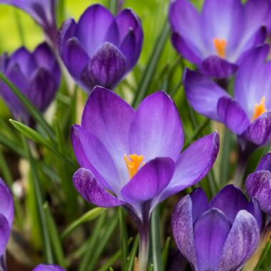 Crocus Ruby Giant - 200x Krokusbollen - Boerenkrokus product