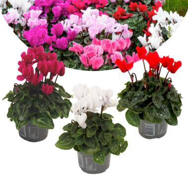 Cyclamen Persicum - Mix de 3 - Plantes d'intérieur - Pot 9cm - Hauteur 10-20cm product