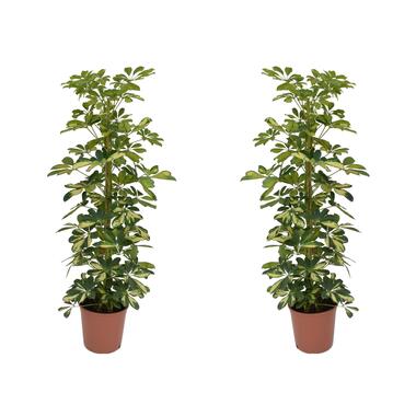 Vingersboom - Set van 2 - Schefflera 'Dalton' - Hoogte 90-100cm - ⌀21cm product