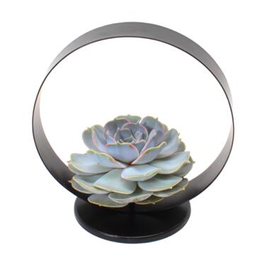 Echeveria Black Metal Ring - succulente dans un anneau décoratif - 20 cm - Noir product