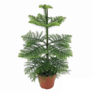 Araucaria Heterophylla - Pin de Norfolk - Pot 14cm - Hauteur 45-55cm product