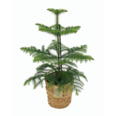 Araucaria Heterophylla - Inclus panier - Pin - Pot 17cm - Hauteur 50-60cm product