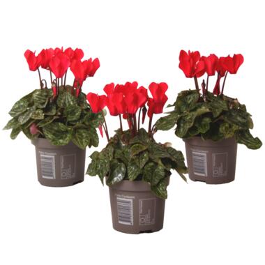 Cyclamen persicum 'Winfall Scarlet' - Set van 3 - Pot 9cm - Hoogte 10-20cm product