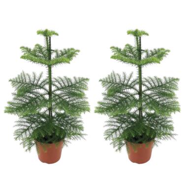 Araucaria Heterophylla - x2 - Pin de Norfolk - Pot 14cm - Hauteur 45-55cm product