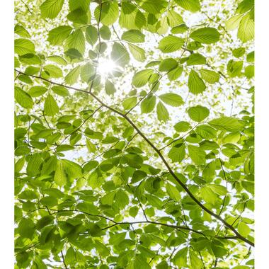 Sanders & Sanders fotobehang - lente bos - groen - 250 x 280 cm product