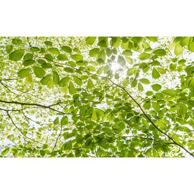 Sanders & Sanders fotobehang - lente bos - groen - 450 x 280 cm product