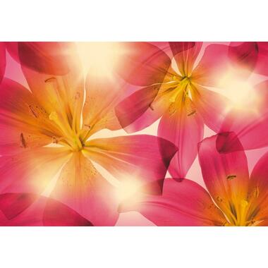 Sanders & Sanders fotobehangpapier - bloemen - roze en geel - 368 x 254 cm product