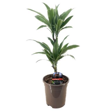 Dracaena deremensis 'Warneckei' - Taille du pot 17 cm - Hauteur 60-70 cm product
