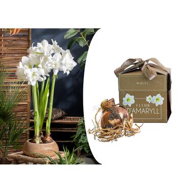 Bulbes de Lys Blancs Amarilis - Dans une Boîte Cadeau product