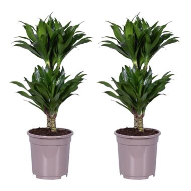 Dracaena deremensis 'Compacta' - lot de 2 - Taille du pot 17cm - Hauteur 60-70cm product