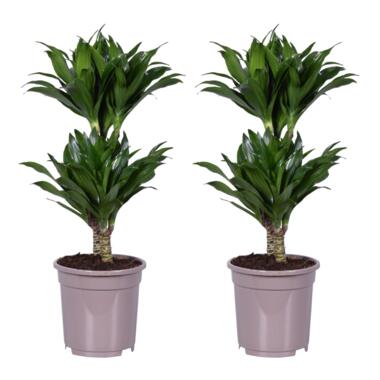 Dracaena deremensis 'Compacta' - lot de 2 - Taille du pot 17cm - Hauteur 50-65cm product