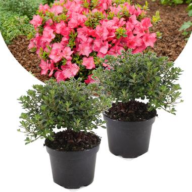 Rhododendron 'Azalea Anouk' - Set van 2 - Japans - Pot 17cm - Hoogte 25-40cm product