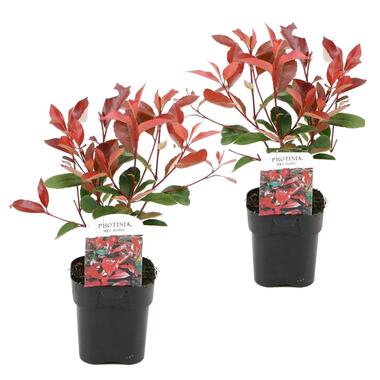 Photinia fraseri 'Red Robin' - Set van 2 - Wintergroen - ⌀17cm - Hoogte 30-40cm product