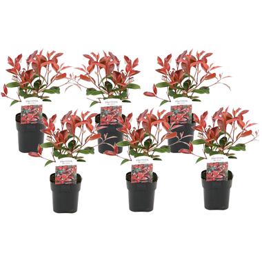 Photinia fraseri 'Red Robin' - Set de 6 - Persistantes - ⌀17cm - Hauteur 30-40cm product