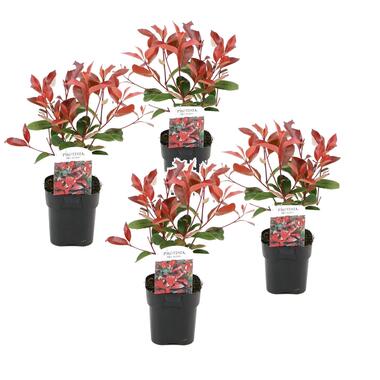 Photinia fraseri 'Red Robin' - Set van 4 - Wintergroen - ⌀17cm - Hoogte 30-40cm product