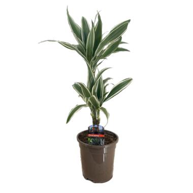 Dracaena Deremensis - White Stripe - Pot 17cm - Hoogte 60-70cm product