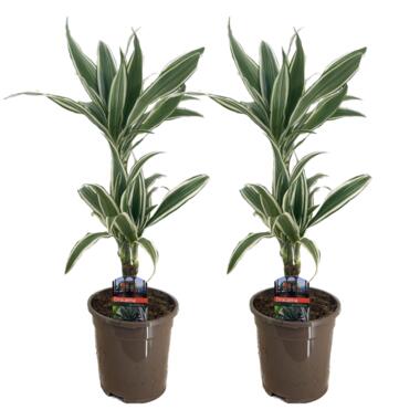 Dracaena Deremensis - White Stripe - Set van 2 - Pot 17cm - Hoogte 60-70cm product