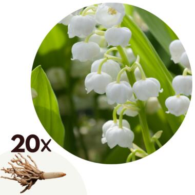 Muguet de mai - Set de 20 - Convallaria 'Majalis' - Bulbes à fleurs - Blanc product