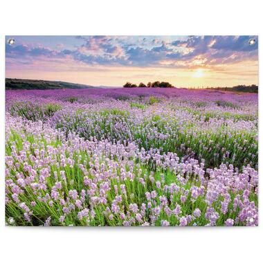 Tuinposter - Lavender Field - 60x80 cm Canvas product