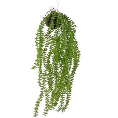 Hoyz Greenery - Kunst hangplant Phlegmariurus bal 55 cm product