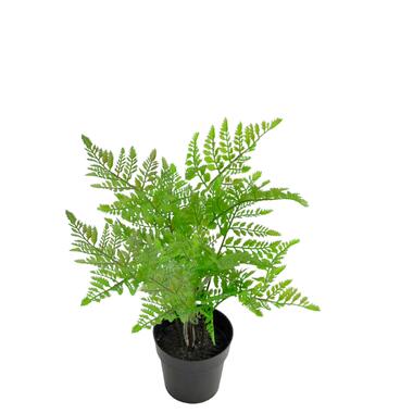 Hoyz Greenery - Kunstplant Varen 35 cm product