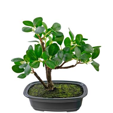 Hoyz Greenery - Plante artificielle Bonsaï Ficus 20 cm product