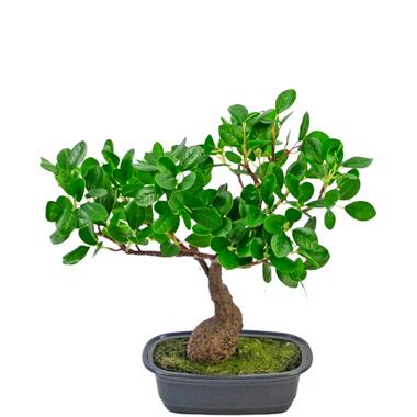 Hoyz Greenery - Kunstplant Bonsai Ficus 30 cm product