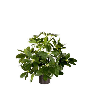 Hoyz Greenery - Plante artificielle Baby Schefflera 45 cm product