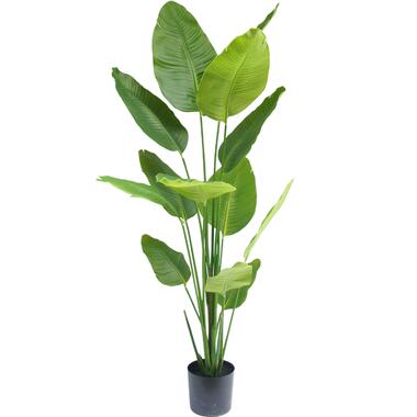 Hoyz Greenery - Kunstplant Strelitzia 180 cm product