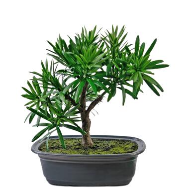 Hoyz Greenery - Plante artificielle Bonsaï Podocarpus 20 cm product