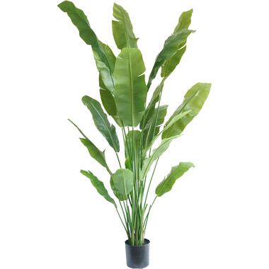 Hoyz Greenery - Kunstplant Strelitzia Nicolai 210 cm product