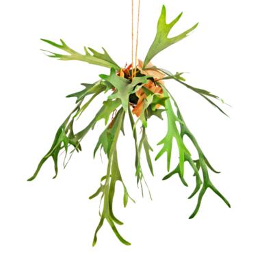 Hoyz Greenery - Plante artificielle suspendue Staghorn sur boule 89 cm product