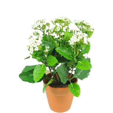 Hoyz Greenery - Kunstbloem Kalanchoe plant 31 cm wit product