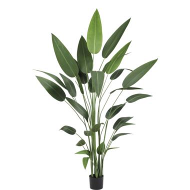 Hoyz Greenery - Kunstplant Heliconia 210 cm product